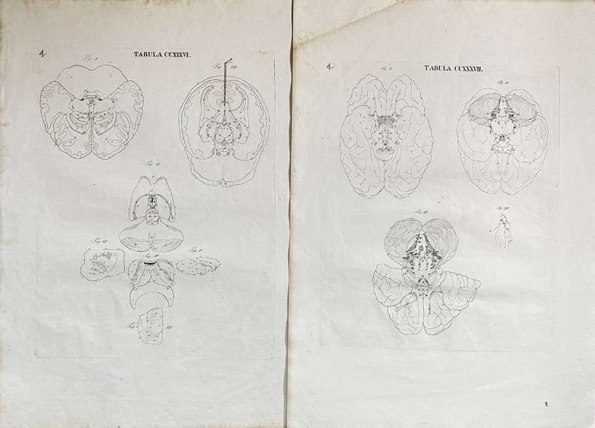 Antonio Caldani (1725-1813) - Set of 2 Anatomical Engravings - Brain - ”Icones anatomicae; Iconum anatomicarum explicatio”