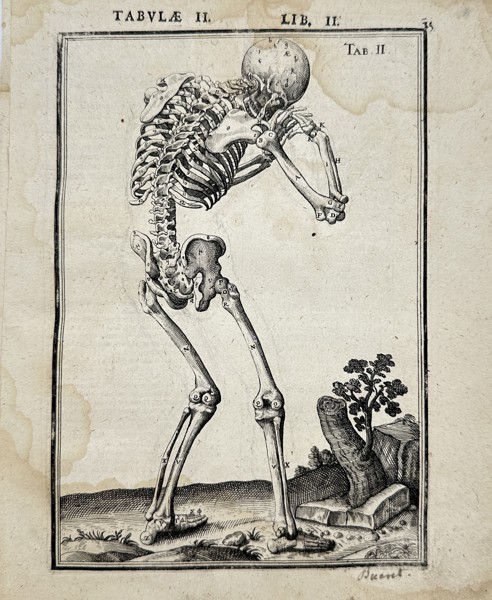 Adriaan van den Spiegel & Giulio Casseri - Human Anatomy, skeleton - ”De humani corporis fabrica liber decem, tabulis..."