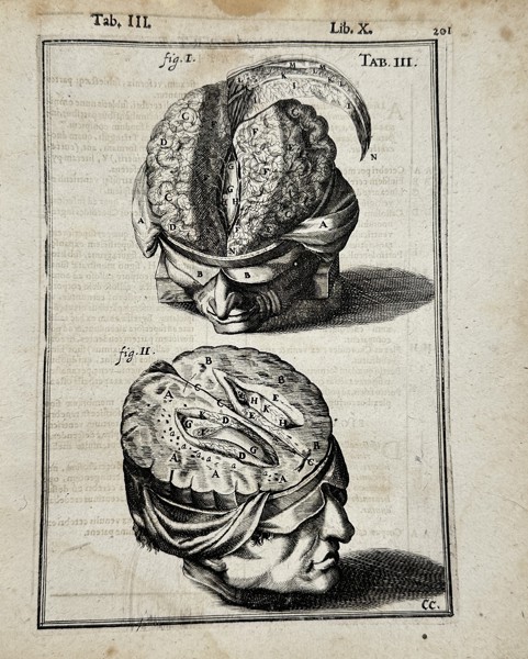 Adriaan van den Spiegel & Giulio Casseri - Human Anatomy - Brain - ”De humani corporis fabrica liber decem, tabulis..."