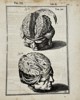 Adriaan van den Spiegel & Giulio Casseri - Human Anatomy - Brain - ”De humani corporis fabrica liber decem, tabulis..."
