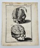 Adriaan van den Spiegel & Giulio Casseri - Human Anatomy - Brain - ”De humani corporis fabrica liber decem, tabulis..."