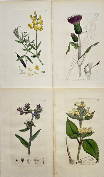 James Sowerby (1757-1822) - Set of 4 Prints - Meadow Vetchling, Melancholy Thistle, Common Bugloss, Common Bugloss