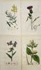 James Sowerby (1757-1822) - Set of 4 Prints - Meadow Vetchling, Melancholy Thistle, Common Bugloss, Common Bugloss