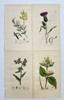 James Sowerby (1757-1822) - Set of 4 Prints - Meadow Vetchling, Melancholy Thistle, Common Bugloss, Common Bugloss