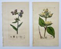 James Sowerby (1757-1822) - Set of 4 Prints - Meadow Vetchling, Melancholy Thistle, Common Bugloss, Common Bugloss