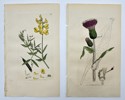 James Sowerby (1757-1822) - Set of 4 Prints - Meadow Vetchling, Melancholy Thistle, Common Bugloss, Common Bugloss