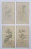 James Sowerby (1757-1822) - Set of 4 Prints - Meadow Vetchling, Melancholy Thistle, Common Bugloss, Common Bugloss