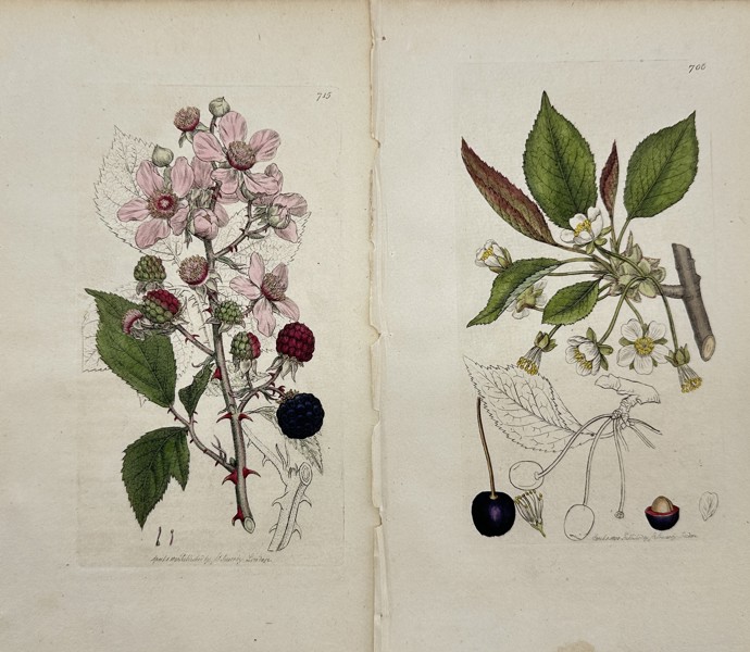 James Sowerby (1757-1822) - Set of 2 Prints - Common Bramble, Blackberry - Prunus Avium, Wild Cherry