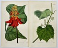 John Curtis - Set of 2 Engravings - Riverbank Grape, Frost Grape - Erythrina Caffra, African Coral Tree