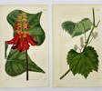 John Curtis - Set of 2 Engravings - Riverbank Grape, Frost Grape - Erythrina Caffra, African Coral Tree