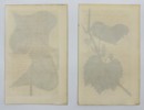John Curtis - Set of 2 Engravings - Riverbank Grape, Frost Grape - Erythrina Caffra, African Coral Tree
