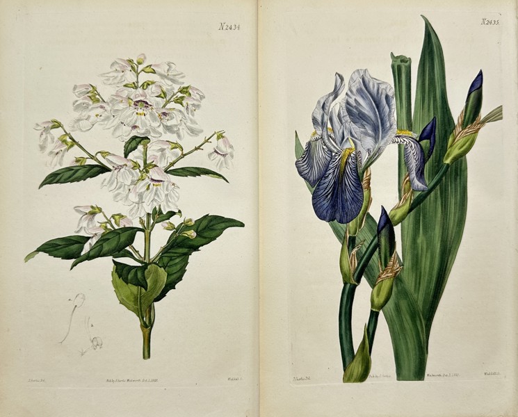 John Curtis - Set of 2 Engravings - Prostanthera Lasianthos, Coranderrk - Iris Neglecta, Iris Germanica 