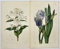 John Curtis - Set of 2 Engravings - Prostanthera Lasianthos, Coranderrk - Iris Neglecta, Iris Germanica 