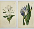 John Curtis - Set of 2 Engravings - Prostanthera Lasianthos, Coranderrk - Iris Neglecta, Iris Germanica 