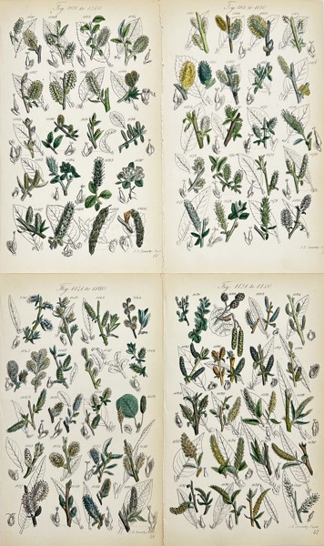 John Sowerby (1825-1870) - Set of 4 Prints - Alder, Rose Willow, White Willow, Little Tree Willow 