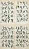 John Sowerby (1825-1870) - Set of 4 Prints - Alder, Rose Willow, White Willow, Little Tree Willow 