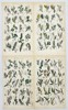 John Sowerby (1825-1870) - Set of 4 Prints - Alder, Rose Willow, White Willow, Little Tree Willow 