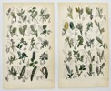 John Sowerby (1825-1870) - Set of 4 Prints - Alder, Rose Willow, White Willow, Little Tree Willow 