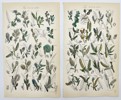 John Sowerby (1825-1870) - Set of 4 Prints - Alder, Rose Willow, White Willow, Little Tree Willow 