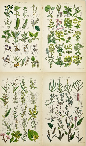 John Sowerby (1825-1870) - Set of 4 Botanical Prints - Box Starwort, Crowberry, Mercury Spurge, Wart-weed