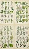 John Sowerby (1825-1870) - Set of 4 Botanical Prints - Box Starwort, Crowberry, Mercury Spurge, Wart-weed