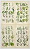 John Sowerby (1825-1870) - Set of 4 Botanical Prints - Box Starwort, Crowberry, Mercury Spurge, Wart-weed
