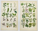 John Sowerby (1825-1870) - Set of 4 Botanical Prints - Box Starwort, Crowberry, Mercury Spurge, Wart-weed