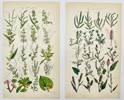 John Sowerby (1825-1870) - Set of 4 Botanical Prints - Box Starwort, Crowberry, Mercury Spurge, Wart-weed