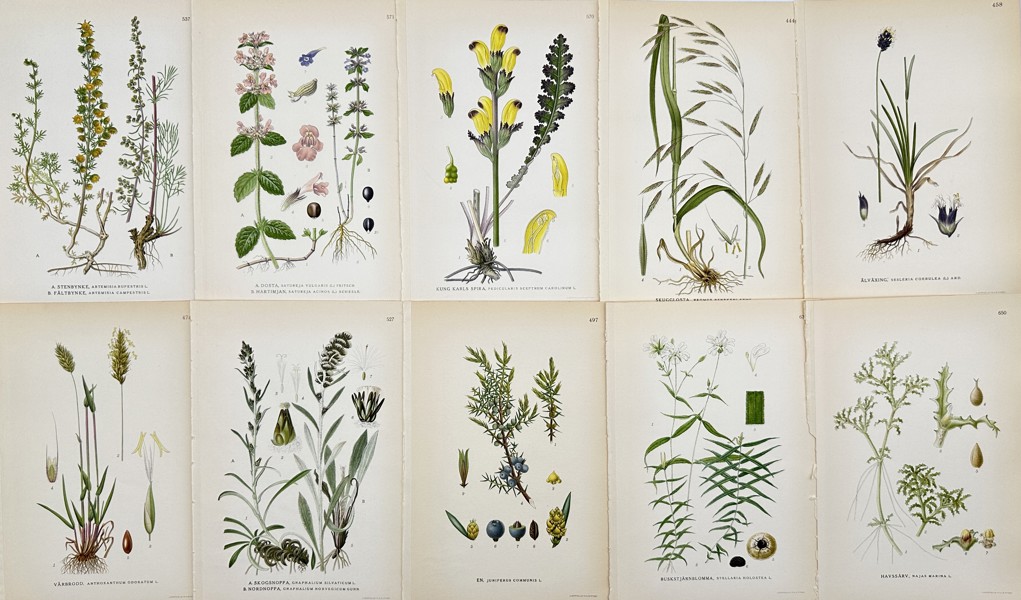 Carl Lindman (1856-1928), Nordens Flora - Set of 10 Botanical Prints - Artemisia Rupestris, Acinos Arvensis, Moor-king, Rabelera