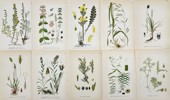 Carl Lindman (1856-1928), Nordens Flora - Set of 10 Botanical Prints - Artemisia Rupestris, Acinos Arvensis, Moor-king, Rabelera