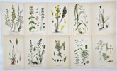 Carl Lindman (1856-1928), Nordens Flora - Set of 10 Botanical Prints - Artemisia Rupestris, Acinos Arvensis, Moor-king, Rabelera