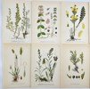 Carl Lindman (1856-1928), Nordens Flora - Set of 10 Botanical Prints - Artemisia Rupestris, Acinos Arvensis, Moor-king, Rabelera