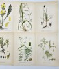 Carl Lindman (1856-1928), Nordens Flora - Set of 10 Botanical Prints - Artemisia Rupestris, Acinos Arvensis, Moor-king, Rabelera
