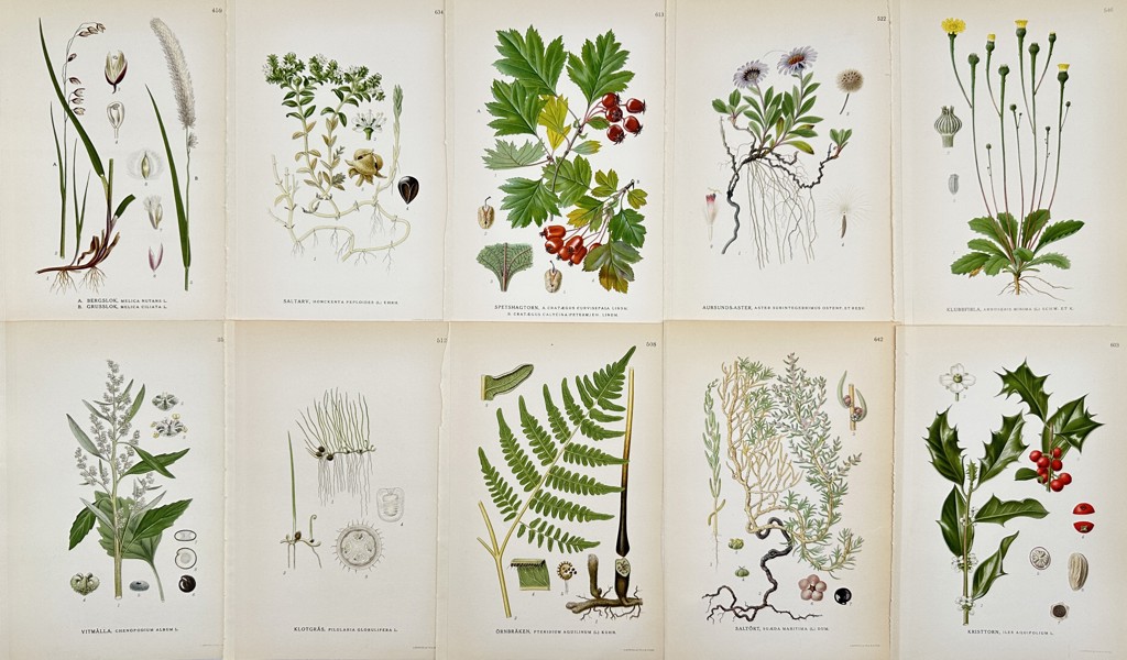 Carl Lindman (1856-1928), Nordens Flora - Set of 10 Botanical Prints - Crataegus Rhipidophylla, Melica Ciliata, Arctic Aster, Common Holly, White Goosefoot