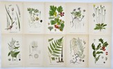 Carl Lindman (1856-1928), Nordens Flora - Set of 10 Botanical Prints - Crataegus Rhipidophylla, Melica Ciliata, Arctic Aster, Common Holly, White Goosefoot