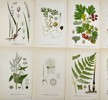Carl Lindman (1856-1928), Nordens Flora - Set of 10 Botanical Prints - Crataegus Rhipidophylla, Melica Ciliata, Arctic Aster, Common Holly, White Goosefoot