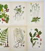 Carl Lindman (1856-1928), Nordens Flora - Set of 10 Botanical Prints - Crataegus Rhipidophylla, Melica Ciliata, Arctic Aster, Common Holly, White Goosefoot
