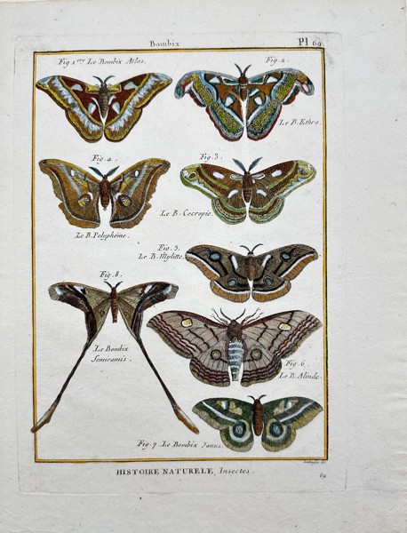 Pietro Scattaglia (1739-1810) - Hand-coloured Butterfly Print - "Entomologie, ou, Histoire naturelle des insectes"