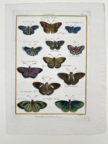 Pietro Scattaglia (1739-1810) - Hand-coloured Butterfly Print - "Entomologie, ou, Histoire naturelle des insectes"