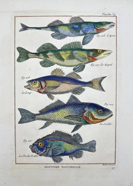 Robert Benard  (1734-1794) - Sea Bass - Helicolenus Dactylopterus, blackbelly Rosefish - from 'Tableau Encyclopédique et Méthodique...'