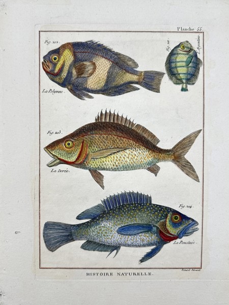 Robert Benard  (1734-1794) - La Polymne,La Doree, La Ponctuee - Fish Print - from 'Tableau Encyclopédique et Méthodique...'