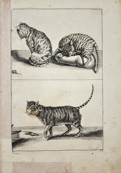 Frederick de Wit (1629-1706) - Antique Engraving - Drawing of Wildcat - Animal Sketch, Felis