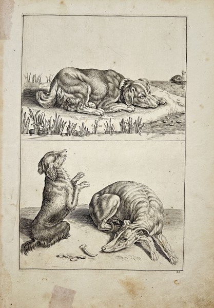 Frederick de Wit (1629-1706) - Antique Engraving - Drawing of Dog - Animal Sketch