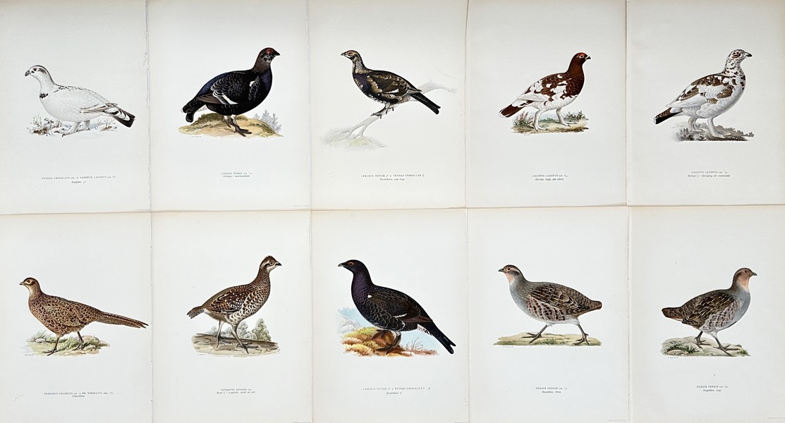 Von Wright brothers - Set of 10 Bird Lithographs - Western Capercaillie - 
 Black Grouse - Willow Ptarmigan - ”Svenska fåglar”