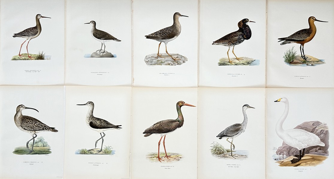 Von Wright brothers - Set of 10 Bird Lithographs - Black Stork - Whooper Swan - Bar-tailed Godwit - Whimbrel - ”Svenska fåglar”