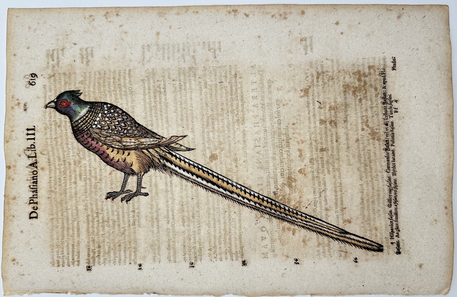 Conrad Gesner (1516-1565) - "Historiae Animalium" - Pyrrhocorax, Corvidae