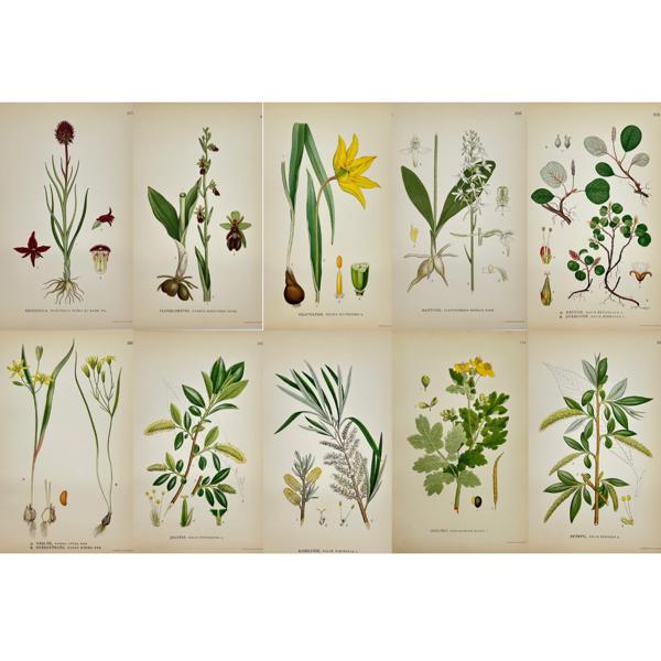 Carl Lindman (1856-1928) - Set of 10 Botanical Prints - Ophrys muscifera - Fly Orchid - Nigritella nigra - Black Vanilla Orchid