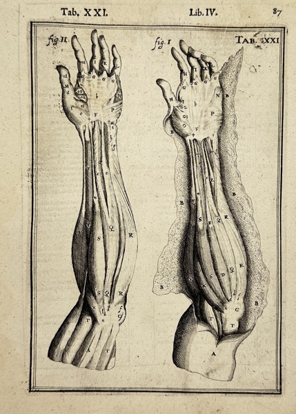 Adriaan van den Spiegel (XVII) & Giulio Casseri – Muscles of the Human Arm – Tab. XXI 1645)
