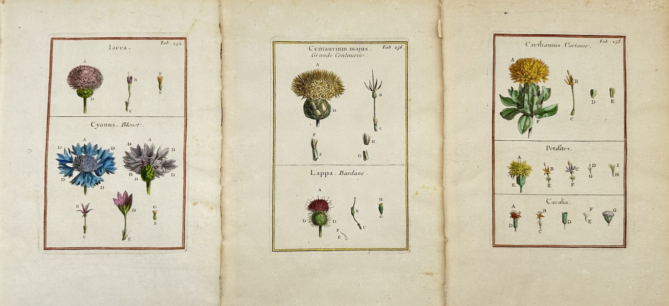 Aubriet - Set of 3 Copper Engravings - Botany, Flowering Plants -  Cornflower - Greater Burdock - Lappa