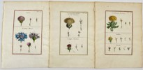 Aubriet - Set of 3 Copper Engravings - Botany, Flowering Plants -  Cornflower - Greater Burdock - Lappa